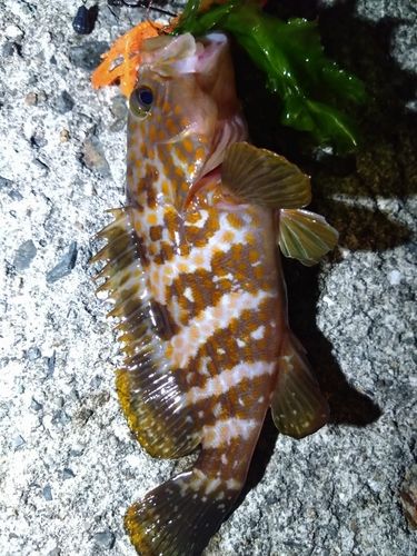 アコウの釣果