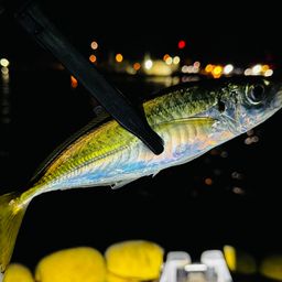 アジ