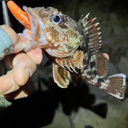 カサゴ