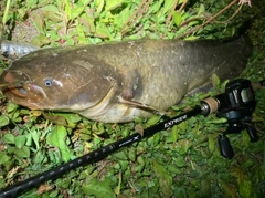 ナマズの釣果
