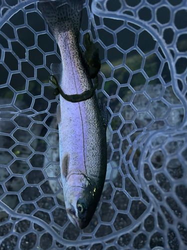 ニジマスの釣果