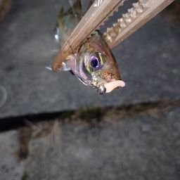 アジ