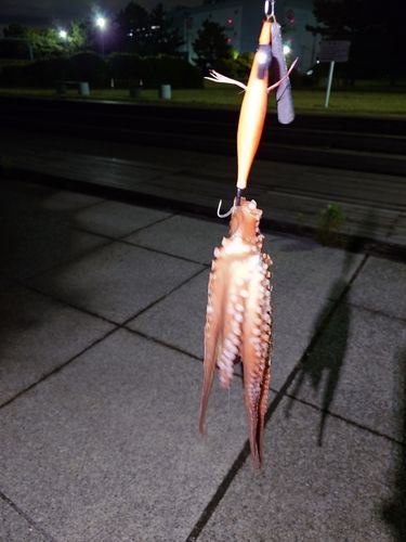 マダコの釣果