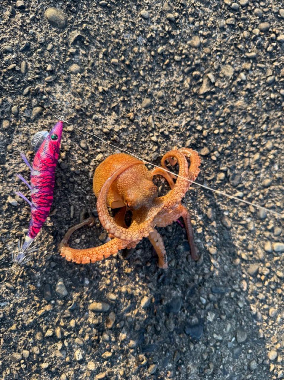 タコ