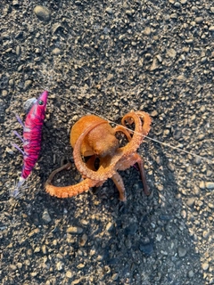 タコの釣果