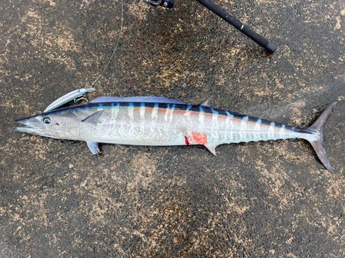カマスサワラの釣果