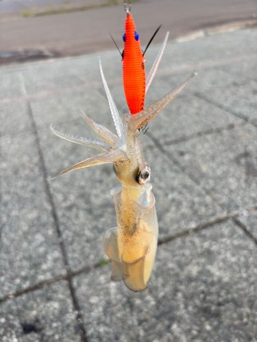 マメイカの釣果
