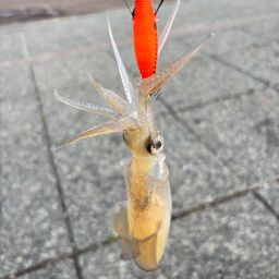 マメイカ