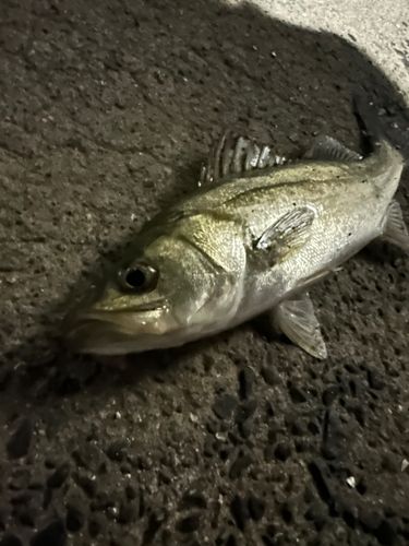 マルスズキの釣果