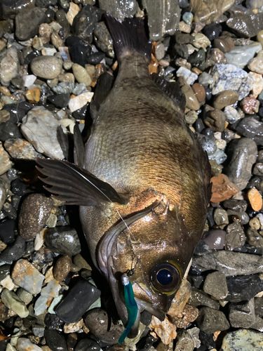 メバルの釣果