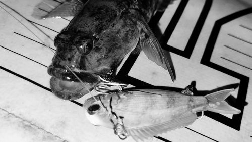 ウロハゼの釣果