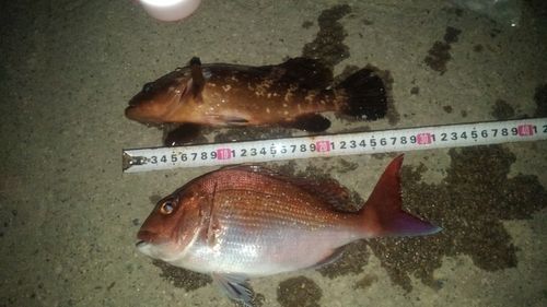 サクラダイの釣果