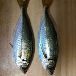 アジ