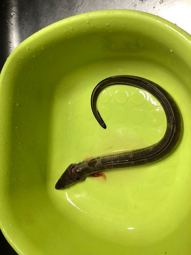 アナゴの釣果