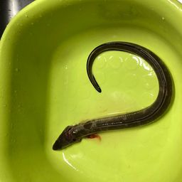 アナゴ