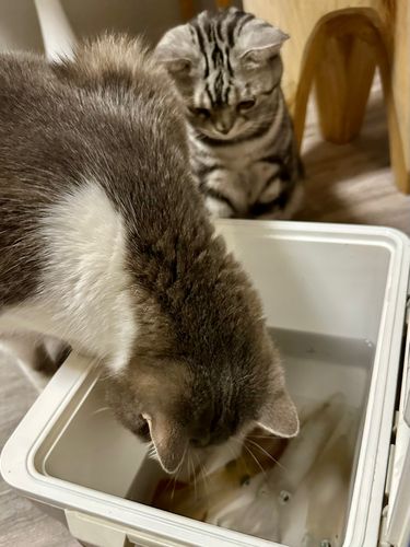 マメイカの釣果