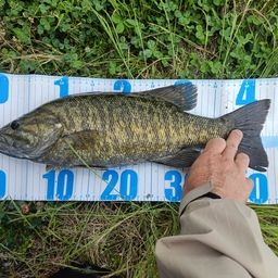 スモールマウスバス