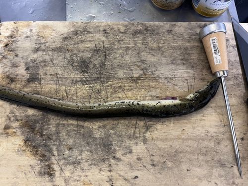 ニホンウナギの釣果