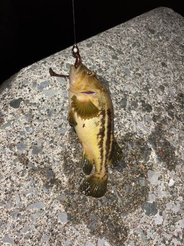 シマソイの釣果