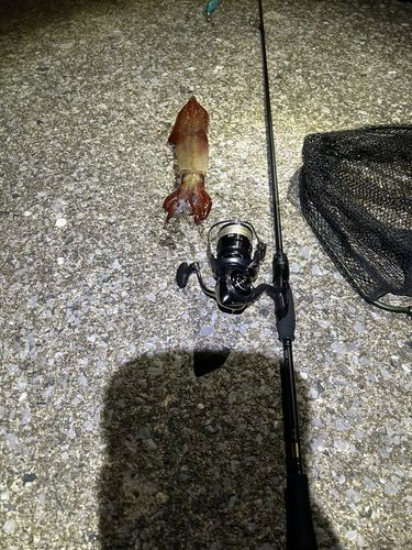 ヤリイカの釣果