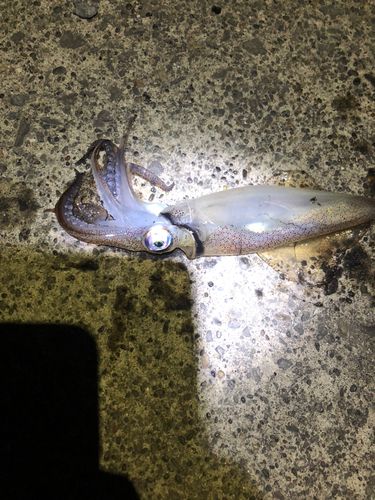 マメイカの釣果