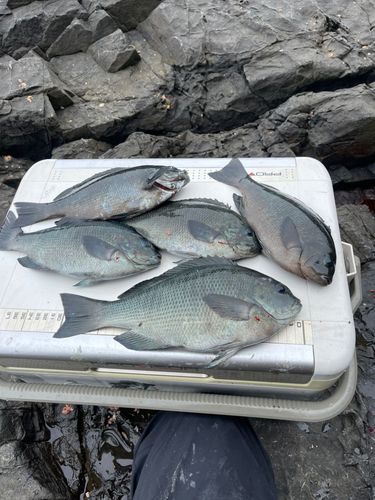 クチブトグレの釣果