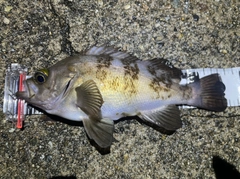 メバルの釣果