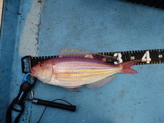イトヨリダイの釣果