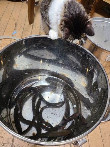 ウナギの釣果