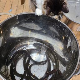 ウナギ