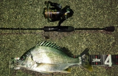 キビレの釣果