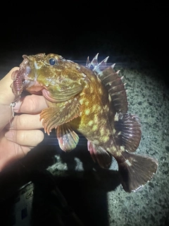 カサゴの釣果
