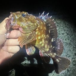 カサゴ