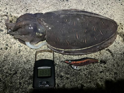 モンゴウイカの釣果