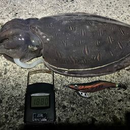 モンゴウイカ