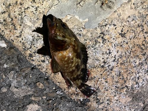 カサゴの釣果