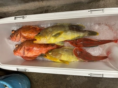 アオナの釣果