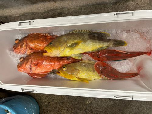 アオナの釣果