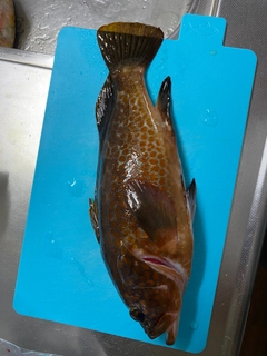 アコウの釣果