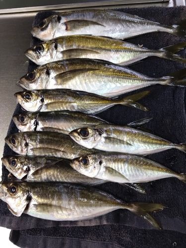 マコガレイの釣果