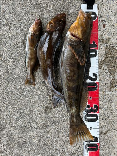 アイナメの釣果