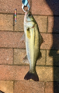 シーバスの釣果
