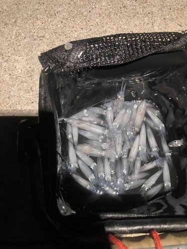 ヒイカの釣果