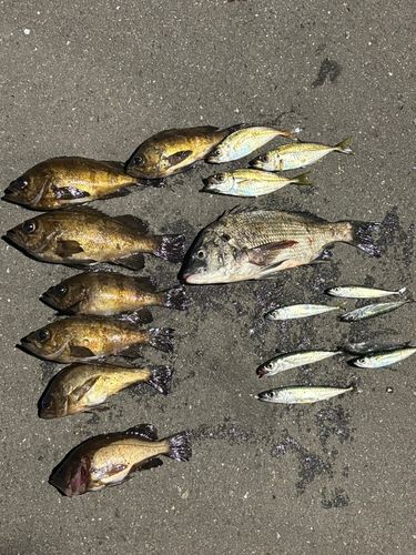 メバルの釣果