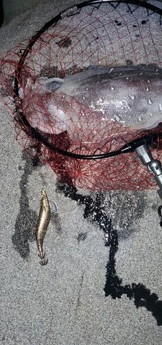 モンゴウイカの釣果