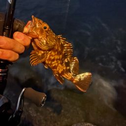 カサゴ