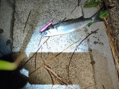 ボラの釣果