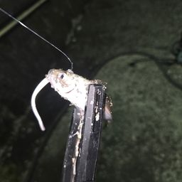 アジ