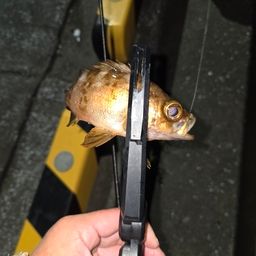 メバル