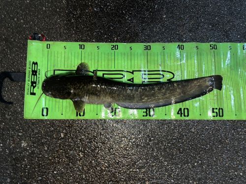 ナマズの釣果